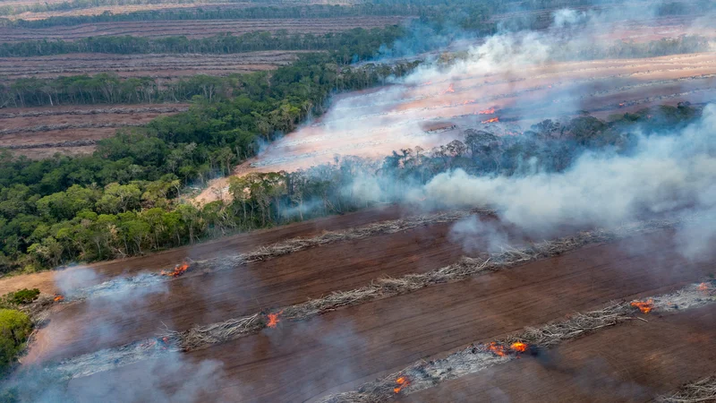 Fotografija: Požari so razlog za tretjino izgube gozdov v Boliviji na leto. Nadzorovani požari, ki jih zanetijo kmetje za čiščenje kmetijskih površin, pogosto uidejo nadzoru in se razširijo na gozd. FOTO: Matjaž Krivic