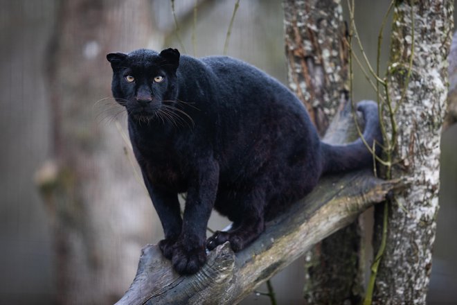 Zadnje dni v Srbiji zavzeto spremljajo poročila o iskanju velike črne mačke, ki se potika blizu mesta Apatin. Fotografija je simbolična. FOTO: Shutterstock
