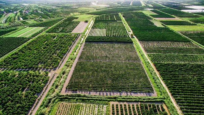 Mandarine v dolini Neretve. FOTO: Arhiv Polet/Shutterstock 
