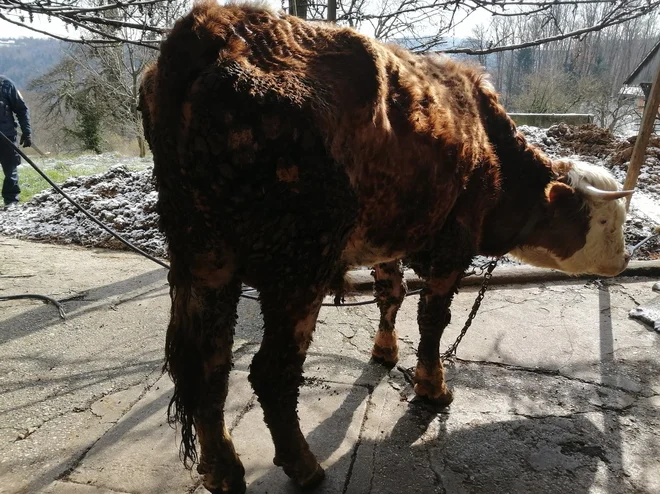 Shirana bikca pet let nista videla dnevne svetlobe. Foto Dzk CrŽ Pončo Delo
