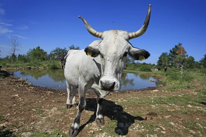 Avtohtono istrsko sivo govedo, ki je iz slovenskega dela istre izginilo, je bilo potrebno ponovno naseliti. FOTO: Leon Vidic/Delo
