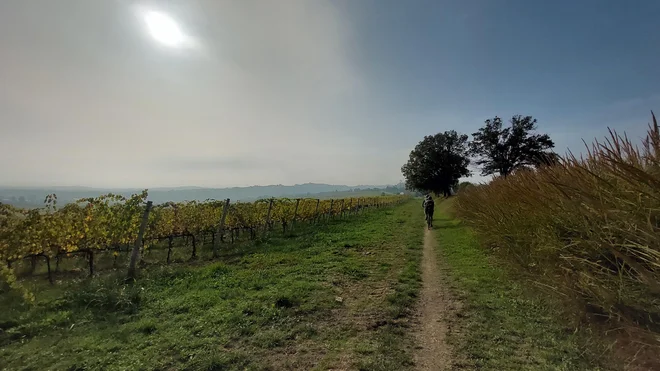 Če vam ni do asfalta in prometa, se lahko odločite za pustolovščino z gravel kolesom med vinogradi. FOTO: Rudi Naglič
