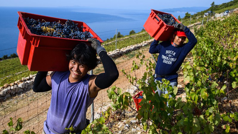 Fotografija: Hrvaška je ena izmed sosednjih držav, ki imajo podpisan sporazum, na podlagi katerega uvažajo filipinske delavce za delo v različnih gospodarskih panogah, tudi v kmetijstvu. FOTO; Tom Dubravec/ Cropix
