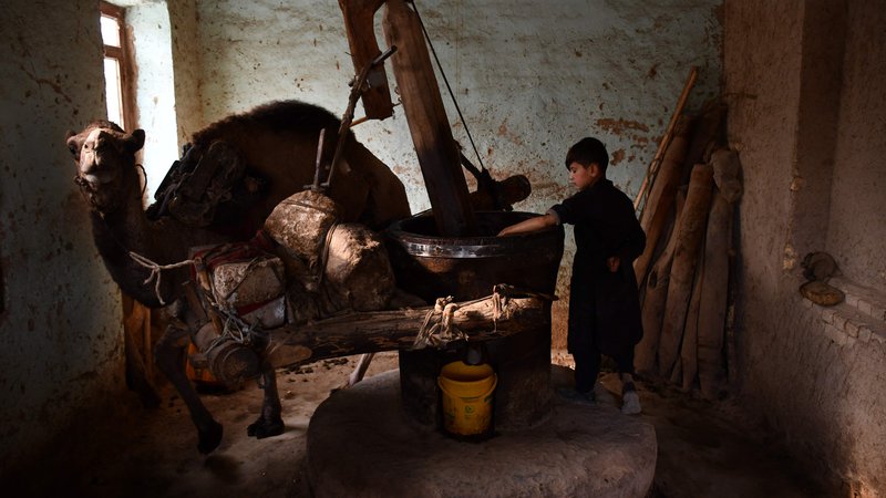 Fotografija: Afganistanski deček pridobiva olje iz sezamovih semen v mlinu, ki ga poganja kamela v Mazar-i-Sharifu. Foto: Afp
