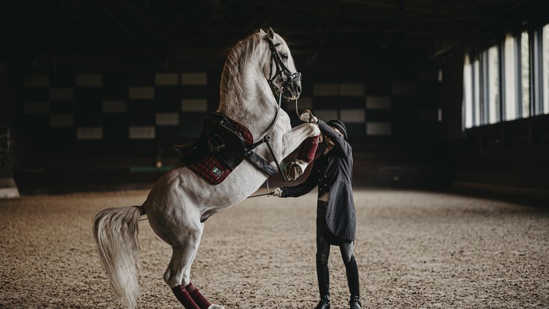 Fotografija: Nosilci žive dediščine so državne kobilarne ter združenja rejcev lipicancev. FOTO: Vid Rotar
