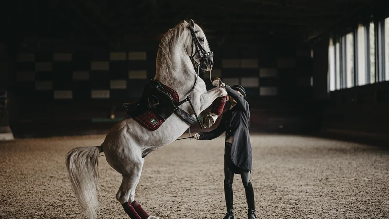 Fotografija: Nosilci žive dediščine so državne kobilarne ter združenja rejcev lipicancev. FOTO: Vid Rotar