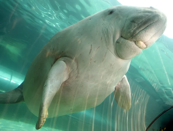 Na posodobljenem seznamu ogroženih vrst Mednarodne zveze za varstvo narave (IUCN) so se znašle morske krave oziroma dugongi. Populacije teh živali v vzhodni Afriki so razvrščene kot kritično ogrožene, populacije v Novi Kaledoniji pa kot ogrožene. FOTO: Torsten Blackwood/Afp
