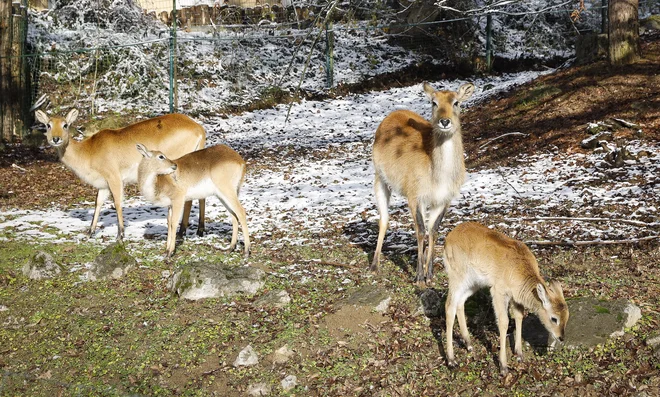 Decembrski sneg živali ni presenetil. Fotografiji Jože Suhadolnik
