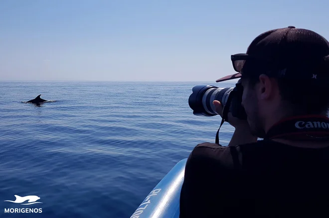 Jure Železnik, raziskovalec Morigenosa, fotografira najboljšega plavalca pred Piranom.
