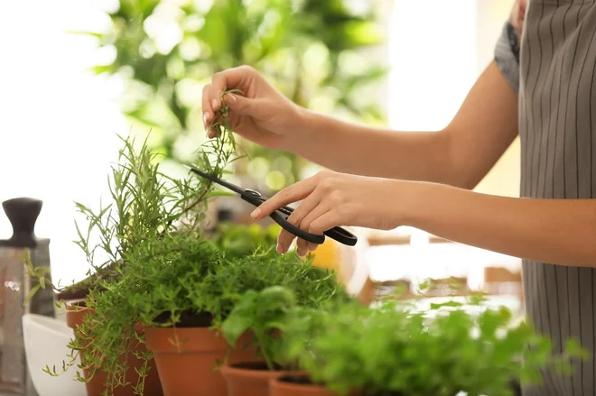Zelišča redno režemo ali ščipamo vršičke poganjkov. FOTO: Arhiv Polet/Shutterstock
