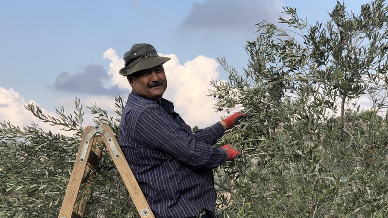 Fotografija: Mustafa je vodja obiranja oliv v družini Tamalah. FOTO: Aljaž Vrabec
