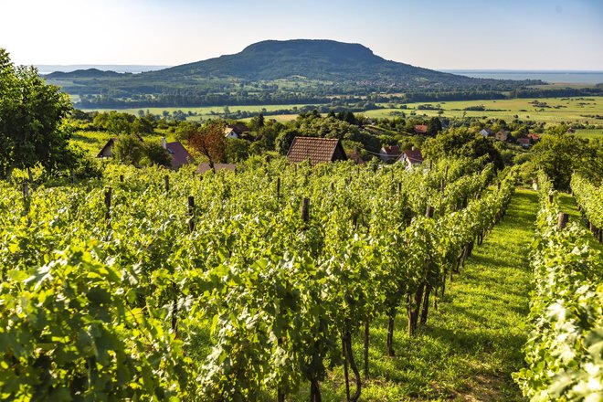 Regija je prepoznavna tudi po vinogradništvu. FOTO: Toroczkai Csaba
