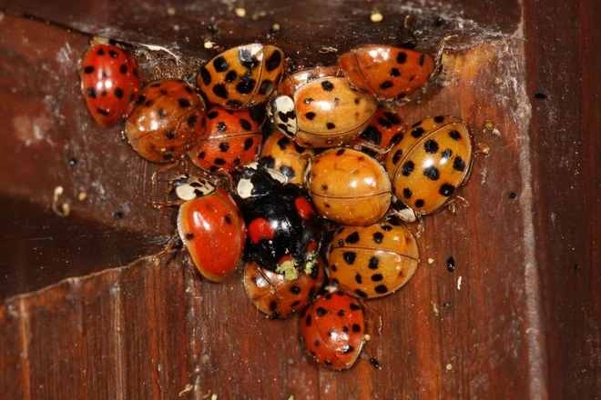 Harlekinska polonica se je v zadnjem desetletju hitro namnožila. FOTO: Tomi Trilar
