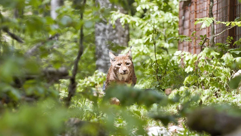 Fotografija: Ris Blisk ob izpustu v snežniške gozdove. FOTO: Vedran Slijepčević/LifeLynx 
