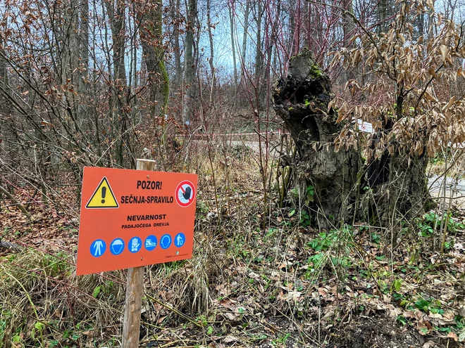 Pozor, na Rožniku sekajo. Foto Jaroslav Jankovič
