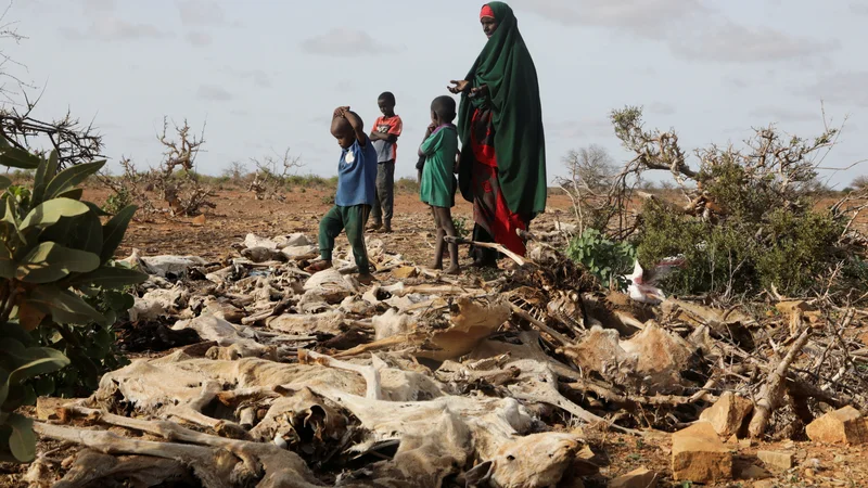 Fotografija: Apokaliptične podobe iz Somalija. Foto: Feisal Omar/Reuters