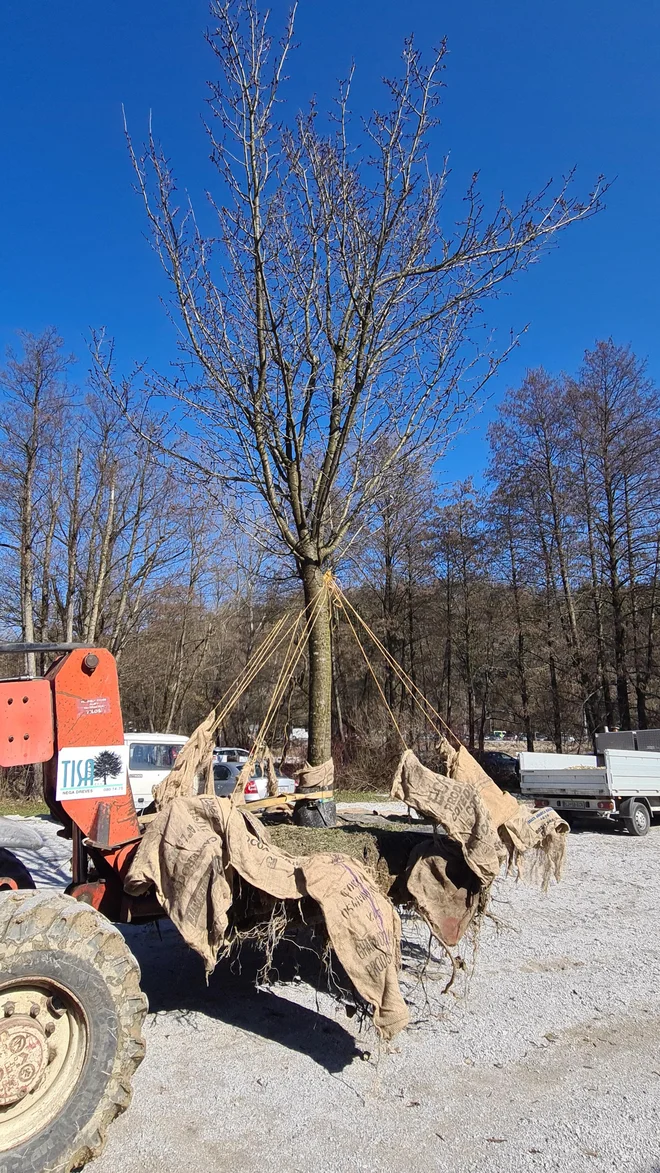 Presajanje občutljivih japonskih češenj Foto Tisa
