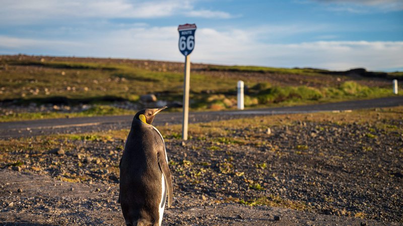 Fotografija: Kraljevi pingvin na Kerguelenovih otokih FOTO: Patrick Hertzog/AFP
