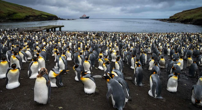 Kraljevi pingvini na otoku Possession na otočju Crozet, ki je prav tako otočje v južnem Indijskem oceanu in je del francoskega ozemlja. FOTO: Patrick Hertzog/AFP
