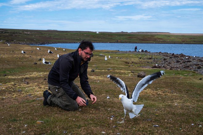 Znanstveniki preučujejo številne ptice, živeče na Kerguelenovih otokih. FOTO: Patrick Hertzog/AFP
