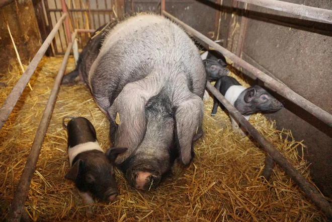 Dobrobit živali vključuje zdravje, dobro počutje ter vrsti naravno vedenje, kar pripomore k preprečevanju bolečin, strahu ali tesnobe pri živalih. FOTO JANOŠ ZORE
