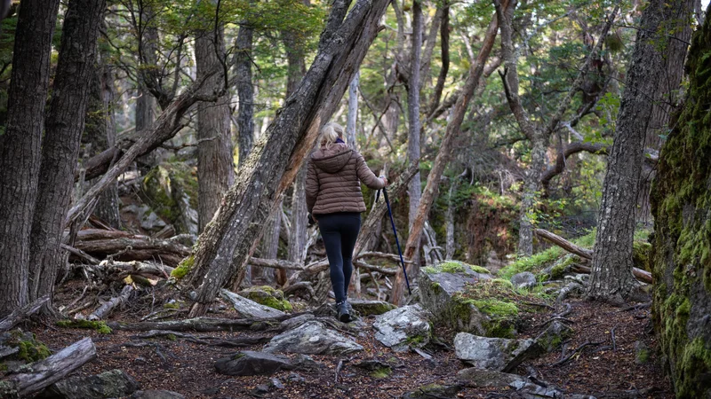 Fotografija: Kamor koli sem pogledala, povsod le drevje, trnje in močvara. Poti, ki bi me pripeljala iz gozda, pa nikjer. FOTO: Shutterstock
