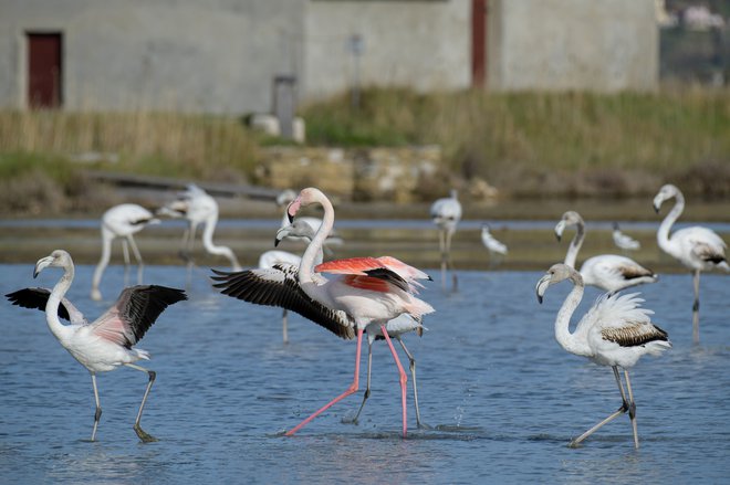 V resnici so prve flaminge v Sečoveljskih solinah opazili že leta 2005 in zatem skoraj vsako leto. FOTO: Boris Šuligoj
