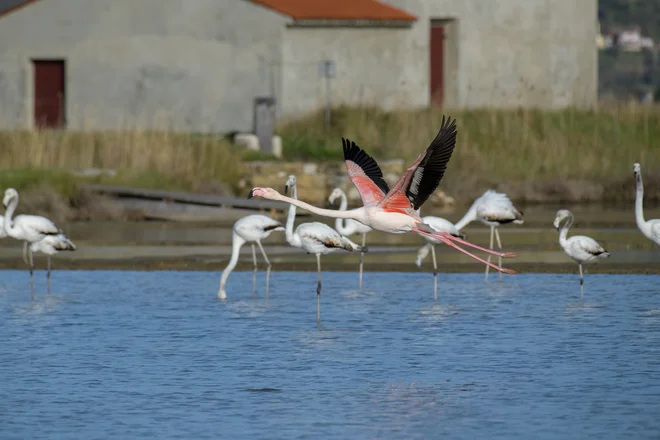 Plamenci polepšali soline. FOTO: Iztok Zupan
