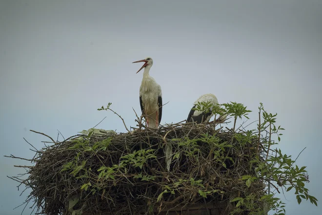 Vplivi podnebnih sprememb na naravo so zelo kompleksni in jih ne moremo prehitro poenostavljati. Tudi tega, da nekatere štorklje niso odletele prezimovat v tople kraje. FOTO: Leon Vidic
