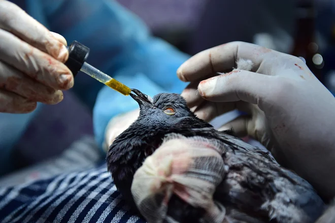 V Ahmedabadu veterinar zdravi goloba, ki so ga med festivalom zmajev poškodovale vrvice letečih zmajev. Foto: Sam Panthaky/Afp