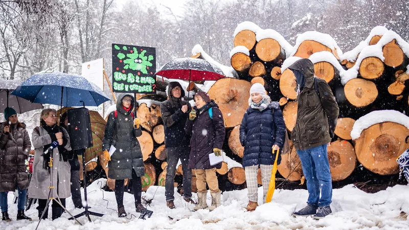 Fotografija: V ljubljanskem krajinskem parku poteka popolnoma preobsežno izsekavanje velikih starih dreves (400 predvidenih za posek). FOTO ČRT PIKSI
