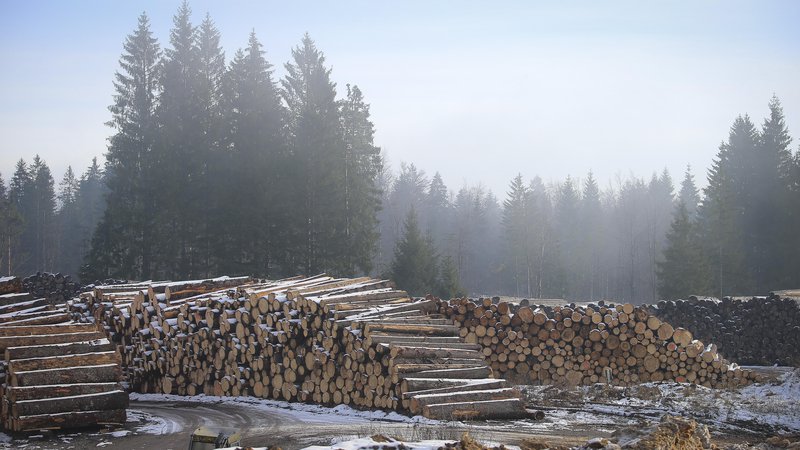 Fotografija: Obsežna kočevska gozdnata krajina z jelovo bukovimi gozdovi se navezuje na širša gozdnata območja. FOTO JOŽE SUHADOLNIK/DELO
