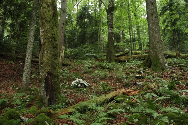 Pragozd Čorkova uvala v Narodnem parku Plitviška jezera FOTO: osebni arhiv
