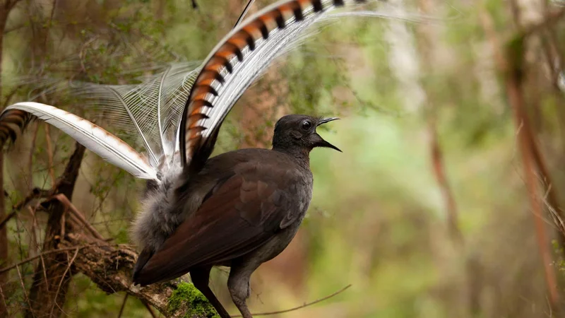 Fotografija: David Attenborough o pevskih čudesih. Foto TVS
