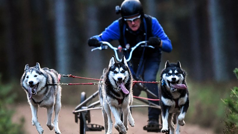 Fotografija: Musher se s svojo ekipo psov trenira na gozdnih poteh pred 39. dirko s sanmi sibirskih haskijev v Aviemoru na Škotskem. Foto: Andy Buchanan/Afp
