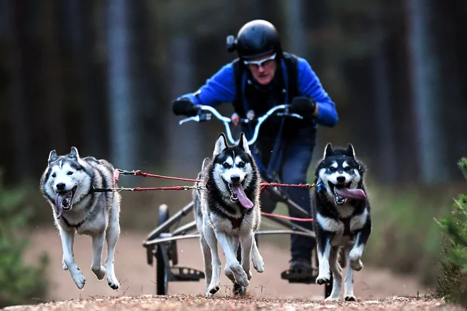 Musher se s svojo ekipo psov trenira na gozdnih poteh pred 39. dirko s sanmi sibirskih haskijev v Aviemoru na Škotskem. Foto: Andy Buchanan/Afp