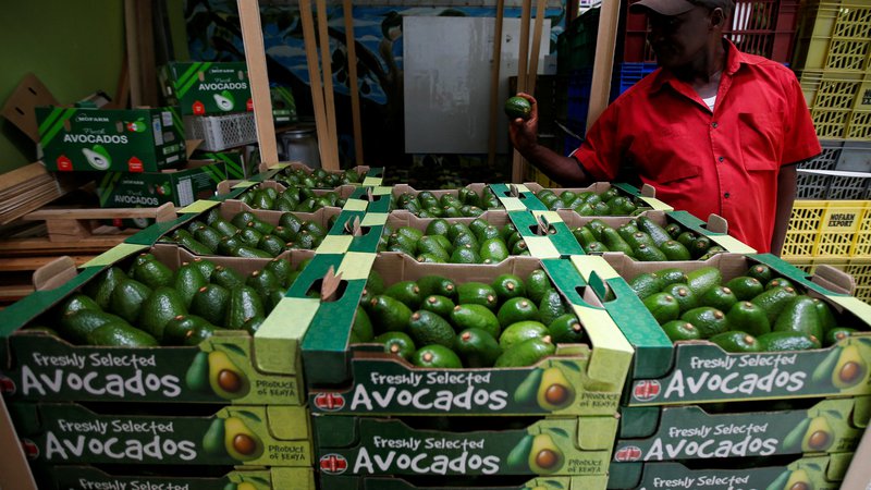 Fotografija: Množični transport tropskih sadežev pomeni več možnosti za skrivanje kokaina, ki je postal zelo uspešen »štopar« na povsem legalnih transportnih poteh, po katerih potujejo avokado, papaja, mango in grozdje v vseh letnih časih. FOTO: Monicah Mwangi/Reuters
