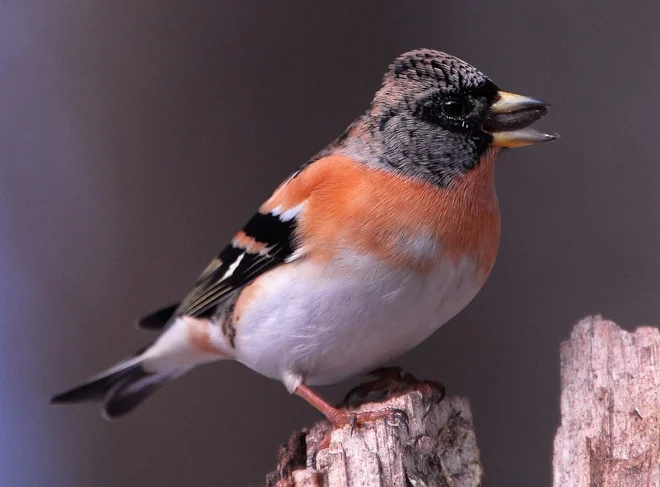Samčki imajo oranžne prsi, samičke so malo manj intenzivnih barv. FOTO: Wikipedija

 
