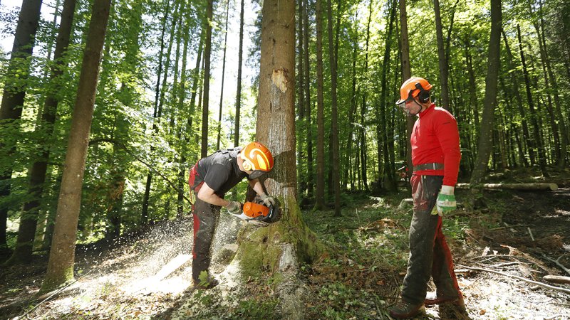 Fotografija: Slovenski gozdovi imajo pretežno naravno sestavo drevesnih vrst in naravno zgradbo ter so bogati z lesno maso: takšni so zaradi načrtnega sonaravnega gospodarjenja z njimi že dolga desetletja. FOTO LEON VIDIC/DELO
