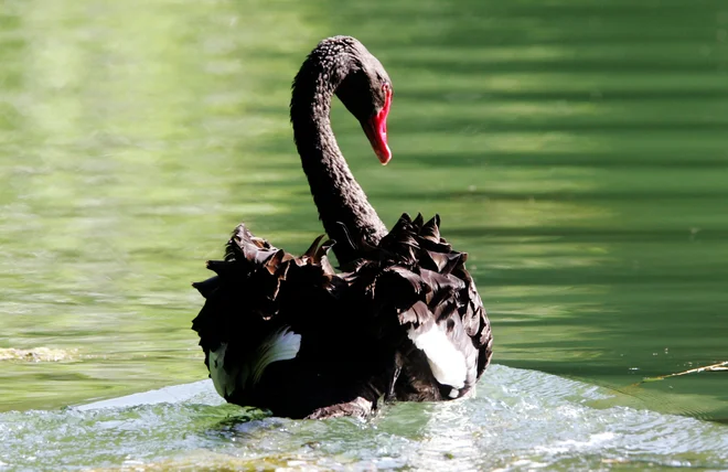 Obiskovalce živalskega vrta pozivajo, da upoštevajo navodila živalskega vrta glede biovarnostnih ukrepov zaradi preprečevanja širjenja bolezni med pticami. FOTO: Igor Modic/Delo
