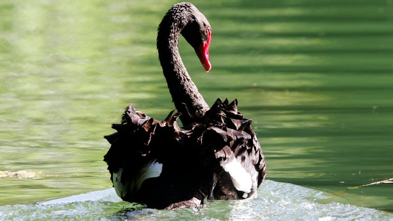 Fotografija: Z izjemo črnega laboda v ljubljanskem živalskem vrtu so v Slovenji v zadnjih tednih ptičjo gripo potrdili le pri divjih pticah. FOTO: Igor Modic
