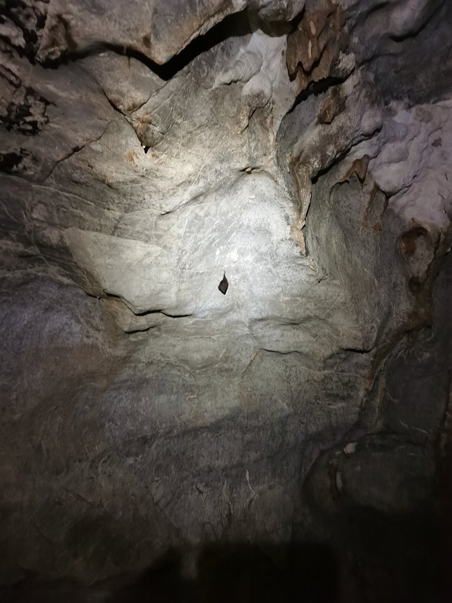 Edini mali podkovnjak, ki smo ga našli ob obisku jame Bilpa 3. FOTO: Saša Senica
