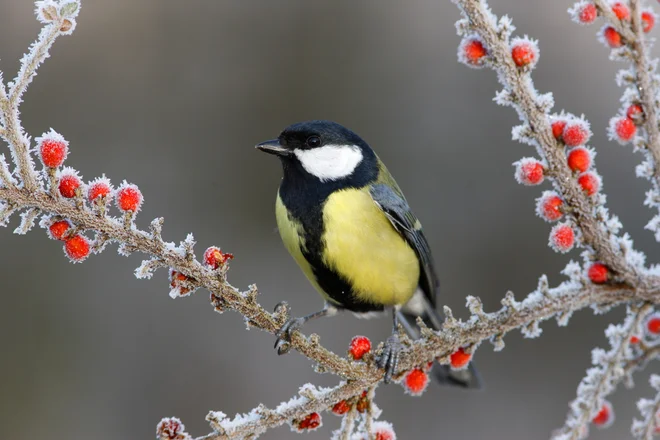 Sinice so pogoste obiskovalke ptičjih hičic. FOTO: Shutterstock 
