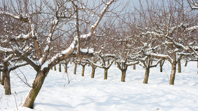 Fotografija: Sadna drevesa so bila zadnjo nedeljo v januarju še vedno obložena z jabolki, veliko jih je odpadlo, nekaj dreves pa je sneg polomil. FOTO SHUTTERSTOCK (Fotografija je simbolna.)
