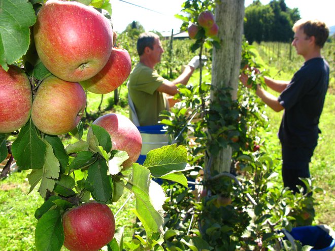 V Sadovnjaku Resje jabolka običajno obirajo konec poletja in v začetku jeseni, tako kot na fotografiji 1. septembra 2010. FOTO BLAŽ RAČIČ
