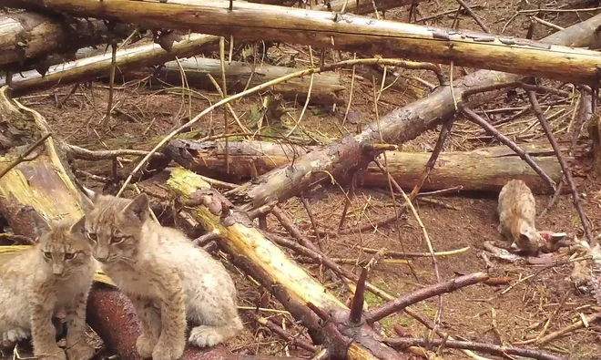 Risji mladiči iz slovenskih Alp. FOTO: Life Lynx
