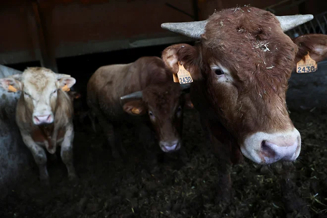 Fotografija je simbolična. FOTO: Rodrigo Antunes/Reuters
