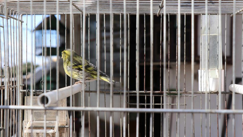 Fotografija: Klavdiu Kacu so pred časom že zasegli večje število ptic. FOTO: PU Koper
