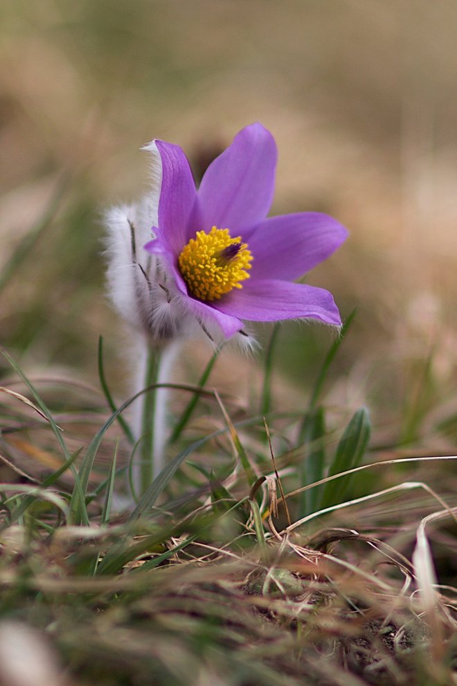 Cvet je sestavljen iz šestih svetlo vijoličastih listov, ki so na zunanji strani svilnato dlakavi. FOTO: Robert Gajšek
