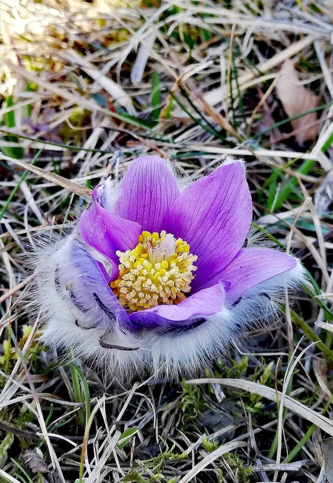 Velikonočnica je bila na ozemlju današnje Slovenije zaradi redkosti odkrita razmeroma pozno. FOTO: Robert Gajšek
